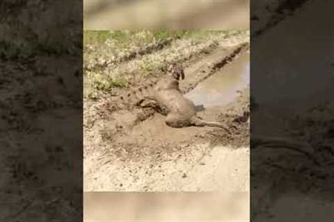 Messy Pup Loves a Mud Bath! #Shorts