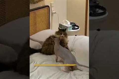 Epic Furry Cat VS. Bald Cat Play Fight! #Shorts