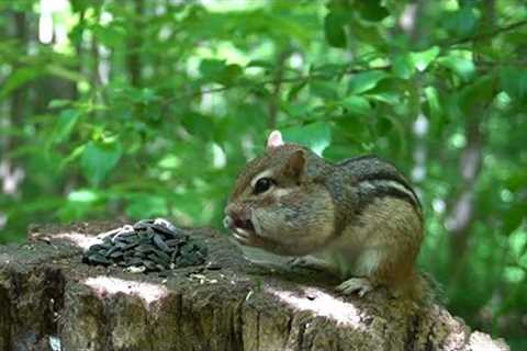 Forest Animals - 10 Hours of Chipmunks and Squirrels - June 07, 2022