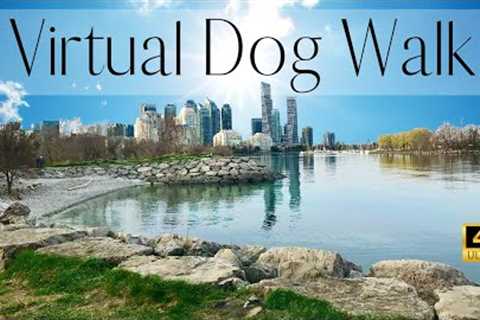 Virtual Dog Walk On A Beautiful Waterfront | Videos For Dogs To Watch | Calming Nature Sounds