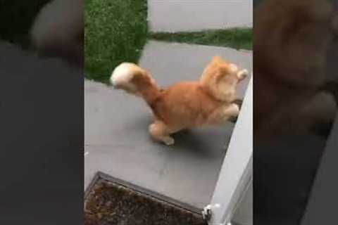 ADORABLE Cat Chases Puppy Through Yard! #Shorts