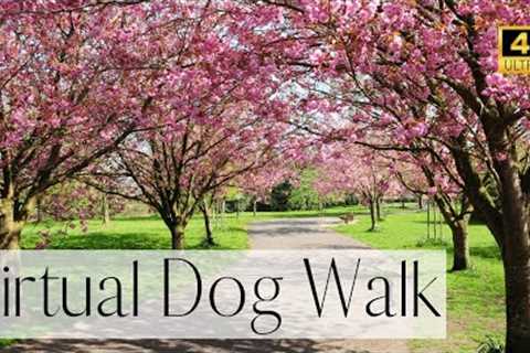 4K VIRTUAL DOG WALK- Toronto's Most Beautiful CHERRY BLOSSOMS?| Videos For Dogs To Watch