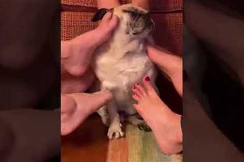 Funny Pug LOVES Getting Massaged By Feet! #Shorts