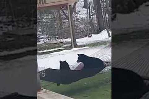 Hilarious Bears Vs. Hammock! #Shorts