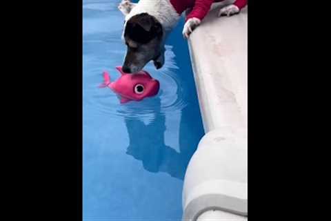 Adorable Pup VS. Pool Toy! #Shorts