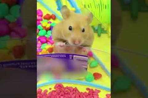 Amazing Hamster LOVES Mazes! #Shorts