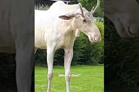 BEAUTIFUL Albino Moose VS. Lawn Mower! #Shorts