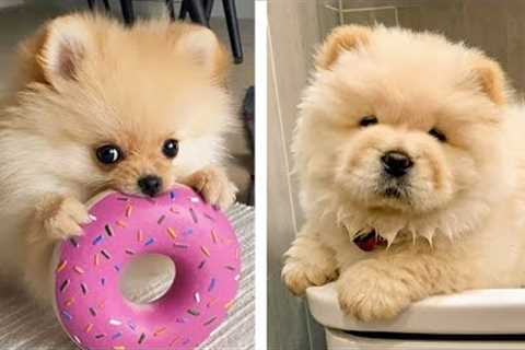 Adorable Puppies Videos that Will Make your Day Better 100%🐶🐶 🥰| Cute Puppies