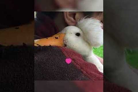 ADORABLE Duck Loves Giving Kisses! #Shorts