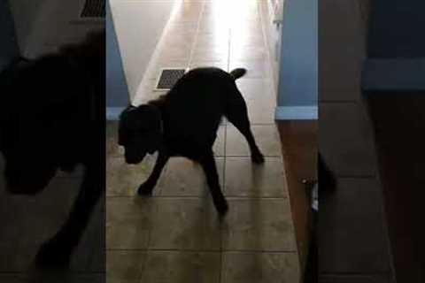 Joyful Pup Freaks Out Over Waffle! #Shorts