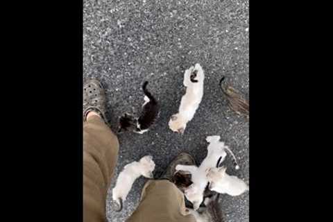 Man Gets Ambushed by Swarm of Kittens! #Shorts