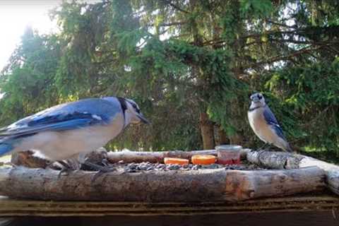 Orioles, Blue Jays and Backyard Birds - 10 Hours - June 19, 2022