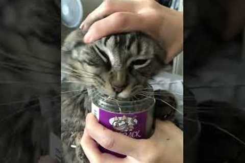 Cat Feasts on Catnip! #Shorts