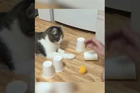 Amazing Cat Plays Ball Guessing Game! #Shorts