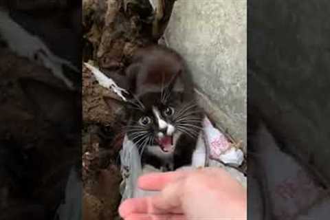 Amazing Kitten Rescue on Side of Highway!  #Shorts