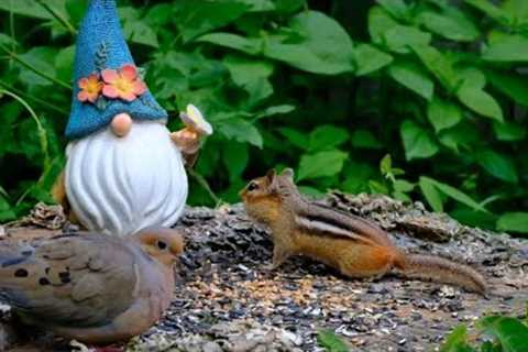 Backyard Animals and the Garden Gnome - 10 Hours - June 22, 2022