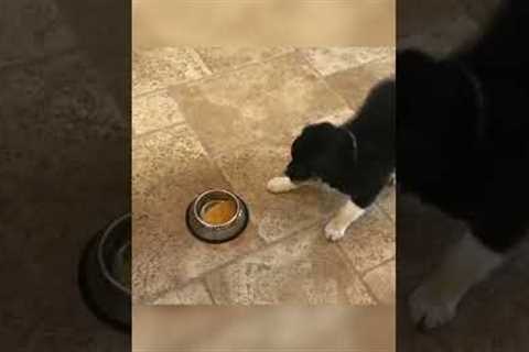 Adorable Puppy Freaks Out Over Pancakes! #Shorts