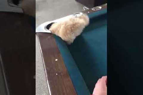 Tiny Pup VS. Pool Table! #Shorts