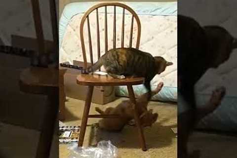 Cats Fight Over Chair