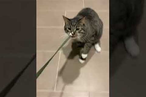 Cat Plays Tug of War With Pet Parent