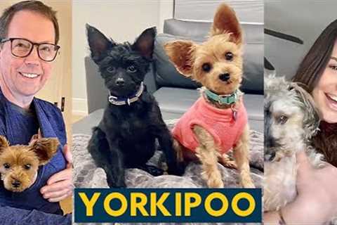 NEW Yorkipoo Video Compilation (FUNNY & CUTE) | Yorkshire Terrier x Poodle (Yorkie Poo Puppies)