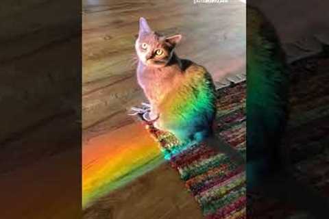 Adorable Cat Bathes in Rainbow Light! #Shorts