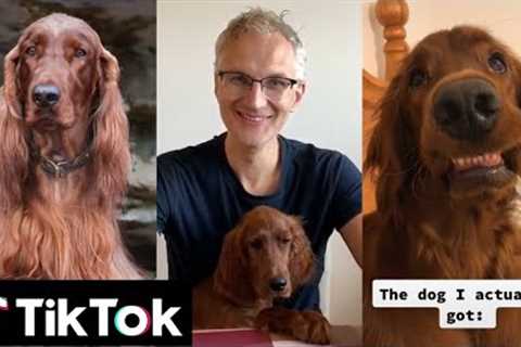 NEW Irish Setter / Red Setter ~ TIKTOK DOGS Video Compilation