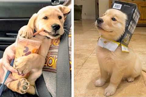 The Adorable Golden Dogs Are Doing Funny Things 🥰🐶🐶 | Cute Puppies