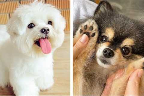 Cute Puppies You Wanna Watch doing Funny  🐶| Cute Puppies