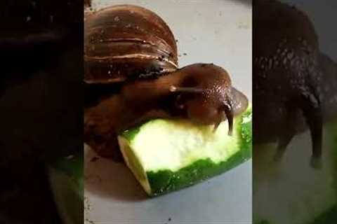 Adorable Snail Devours Cucumber! #Shorts