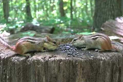 10 Hours - Forest friends at the stump feeder - June 30, 2022