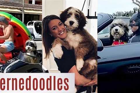 NEW Best Bernedoodle Moments | Bernese Mountain Poodle Mix (Compilation Video)