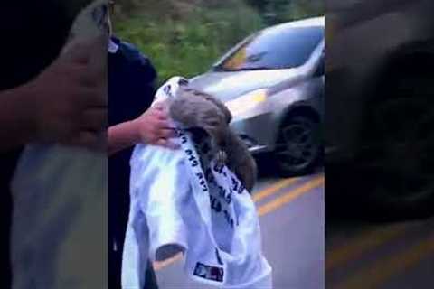 Adorable Sloth Gives Handshake After Being Rescued! #Shorts