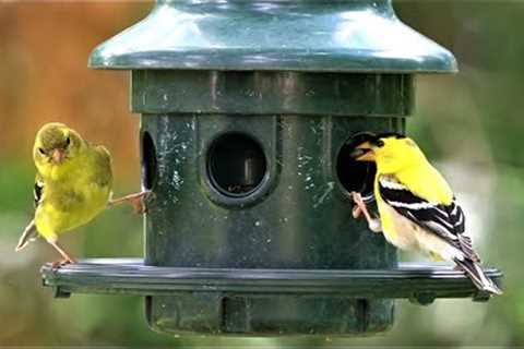 10 hour Hanging Feeder - Happy Canada Day! - July 1, 2022