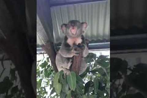 Funny Koala LOVES to Burp! #Shorts