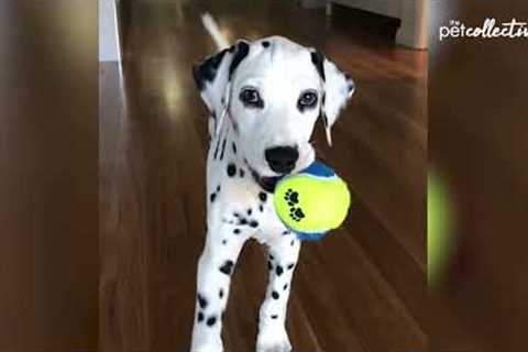 Spot-On Dalmatians