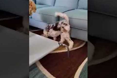 Funny Dog Betrays Puppy And Steals Toy! #Shorts