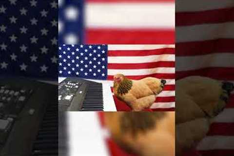 Amazing Chicken Plays National Anthem on Piano! #Shorts