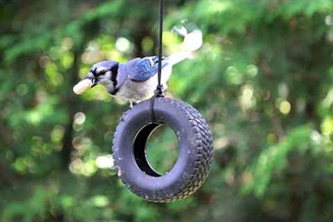 Tire Swing for Pets - Happy 4th of July to our American Friends! -  July 4th, 2022