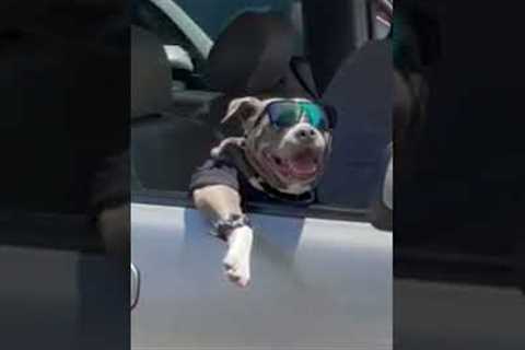 Adorable Pup Driving is a Full Mood! #Shorts