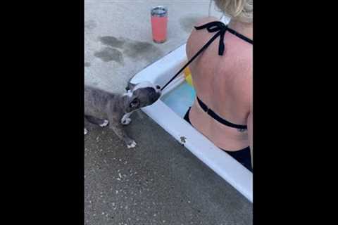 Funny Puppy Unties a Bikini! #Shorts