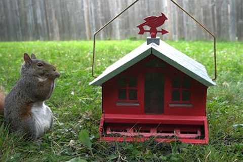 10 Hours - The Red House Feeder - July 6, 2022