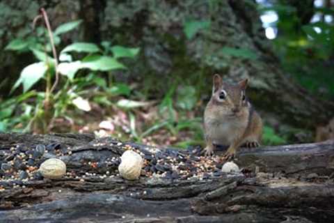 10 hour Forest Scenes For Pets to Watch - July 7, 2022