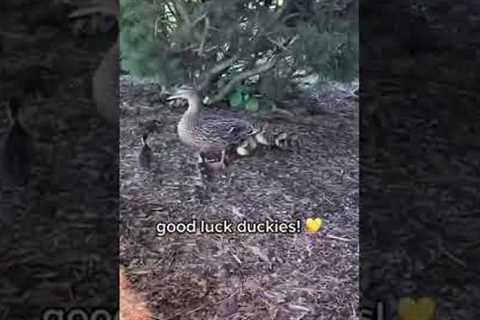 Adorable Ducklings Rescued and Returned to Mother!  #Shorts