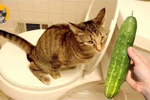 Cat Vs Cucumber- Funny Cat Reaction Videos 2022 | Pets House