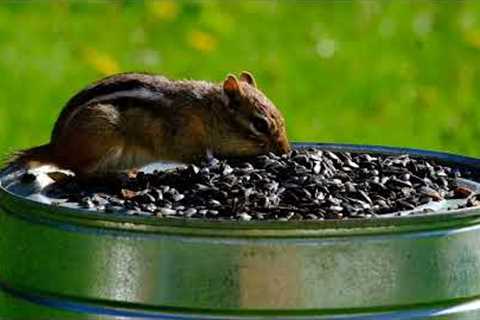 Sunday Morning Brunch for Chipmunks and Squirrels - 10 Hours - June 26, 2022