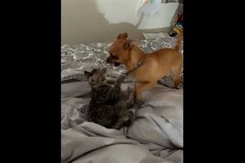 Chihuahua and Kitten Fight it Out on Bed #Shorts