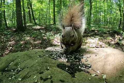 Forest Friends - July 11, 2022