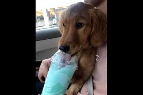 Adorable Golden Puppy LOVES Slurpees! #Shorts