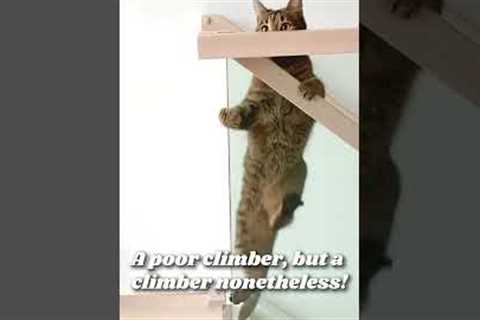 Hilarious Cat Slides Down Handrail! #Shorts